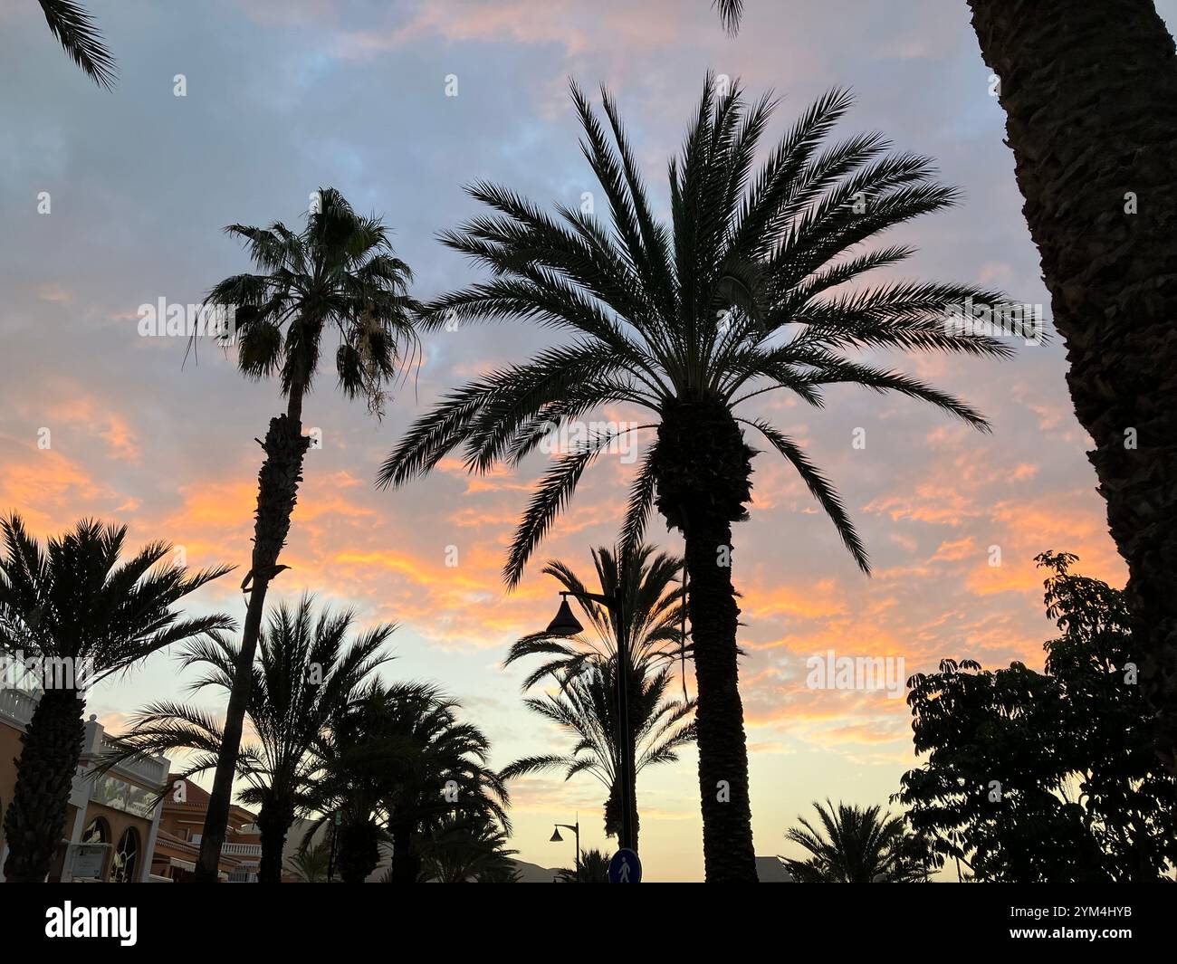 Palmen am Strand von Playa de las Américas bei Sonnenaufgang. Playa de las Américas, Arona, Teneriffa, Kanarische Inseln, Spanien. Februar 2023. Stockfoto