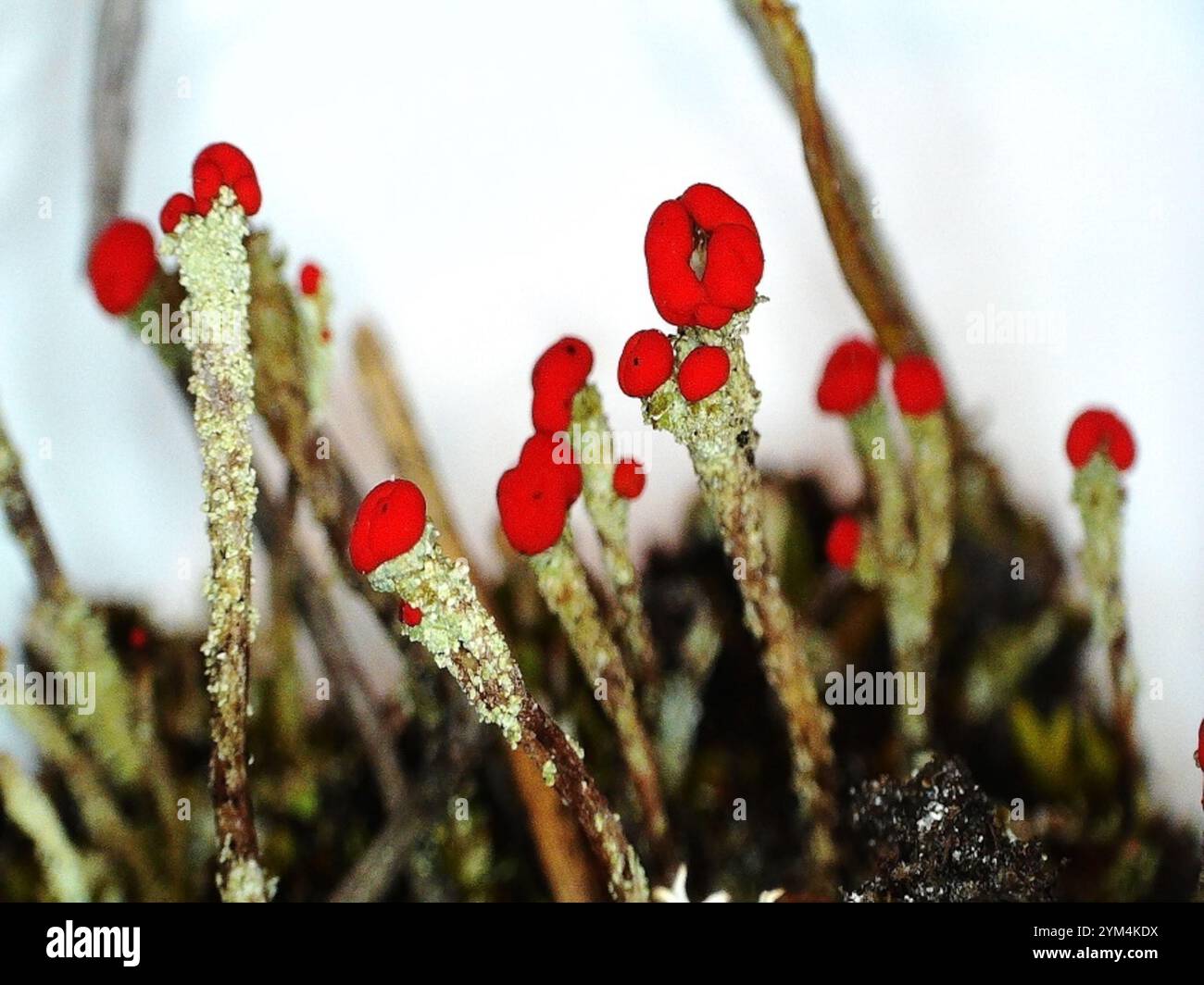 Britische Soldaten Flechten (Cladonia floerkeana) Stockfoto