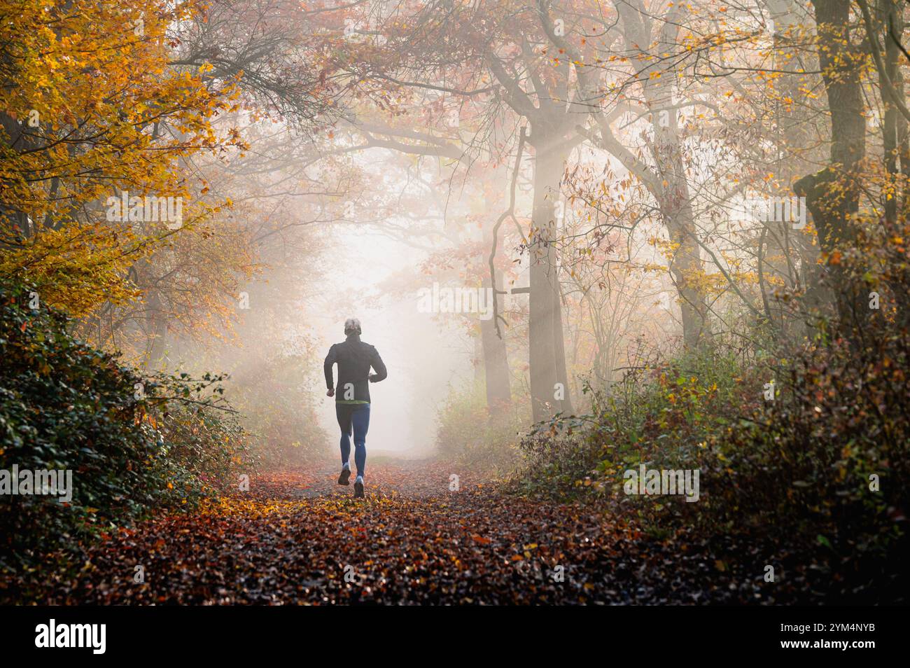 Läufer, Jogger im nebligen Herbstwald, umgeben von lebhaftem Laub Stockfoto