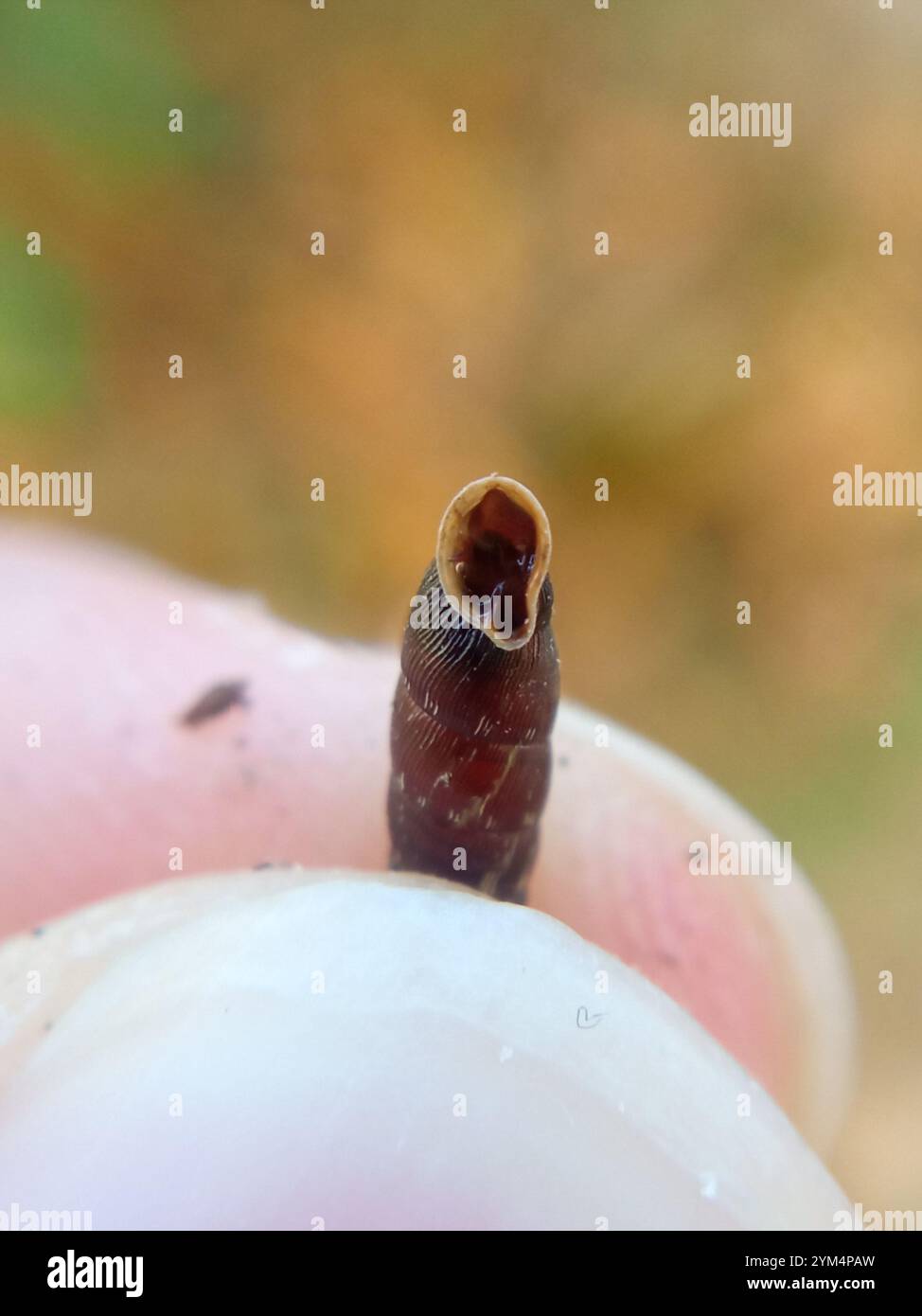 Gewöhnliche Türschnecke (Clausilia bidentata) Stockfoto