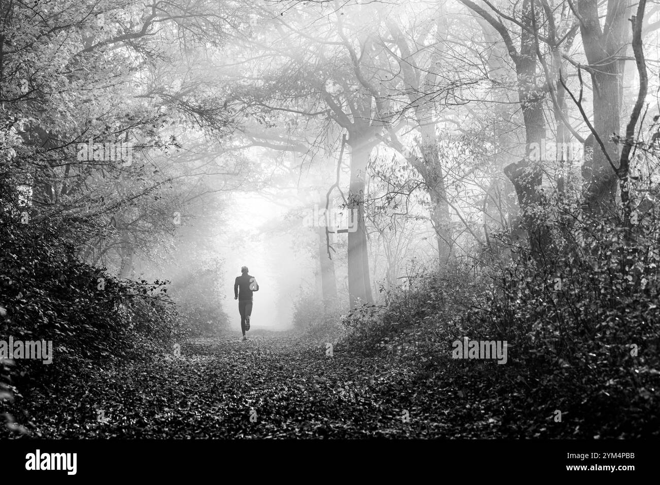 Schwarzweißfoto. Läufer gleiten durch eine farbenfrohe Herbstgasse mit Bäumen im sanften Morgennebel, umgeben von goldenen und roten Blättern Stockfoto