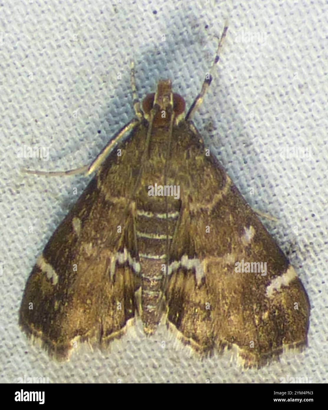 Gefleckte Rüben Webworm Motte (Hymenia perspectalis) Stockfoto