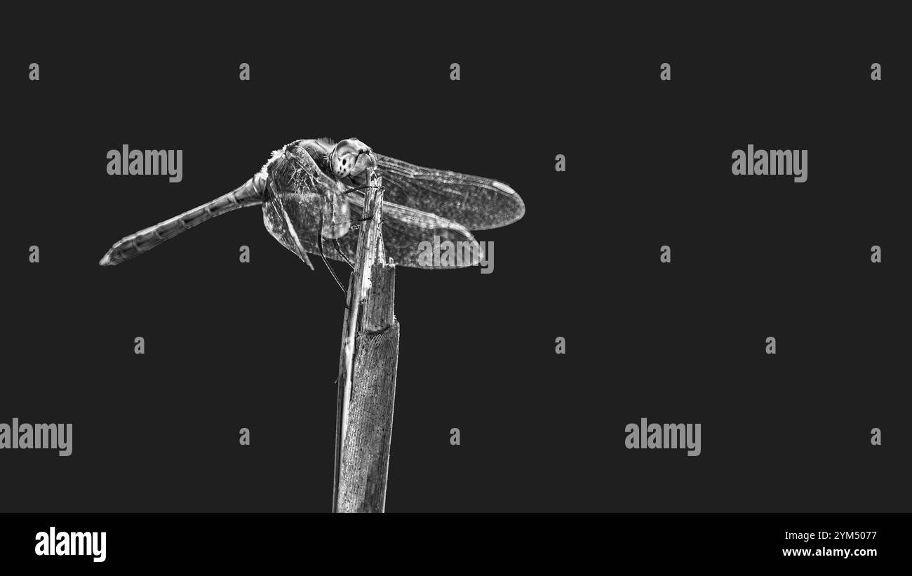 Makrofotografie eines gewöhnlichen Darters (Sympetrum striolatum) auf einem Stock, Seitenansicht, Minimalismus, Kopierraum, mattschwarzer Hintergrund, schwarz-weiß, Stockfoto