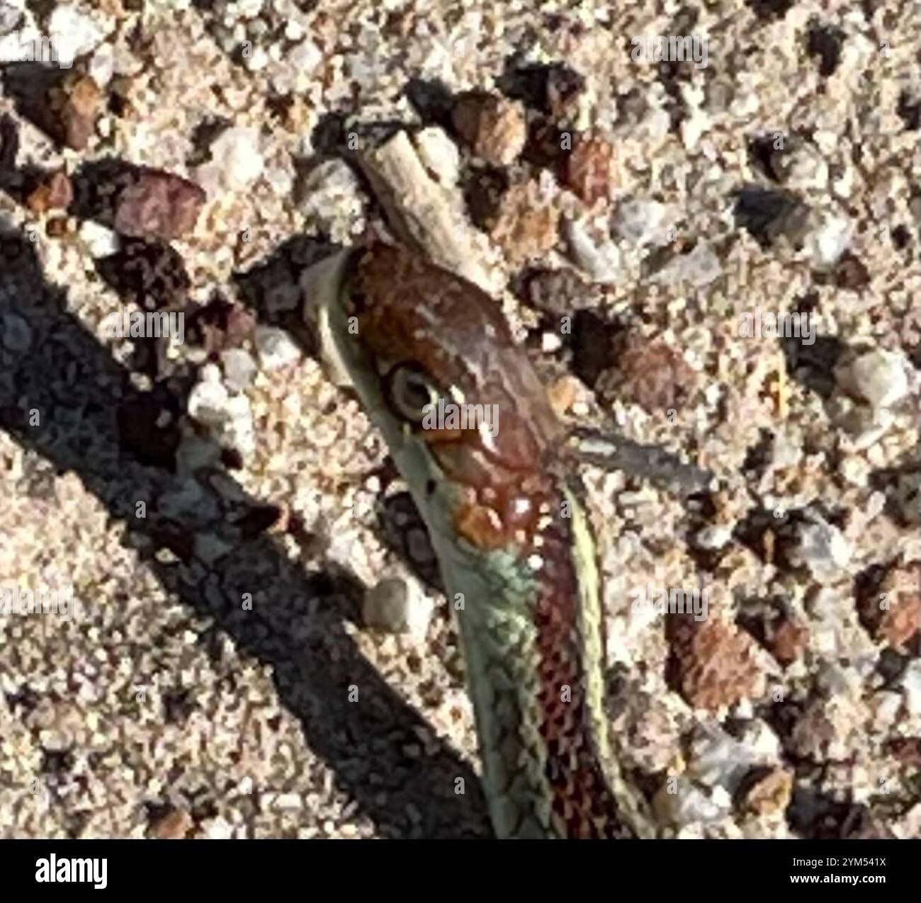 Kalifornische Rote Strumpfschlange (Thamnophis sirtalis infernalis) Stockfoto