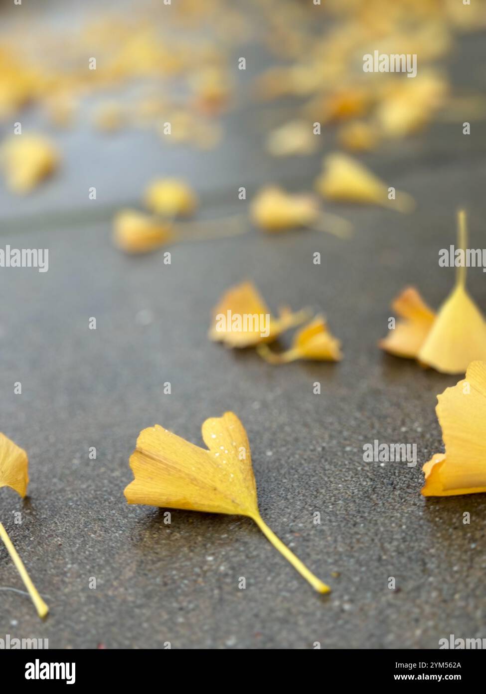Ginkgo verstreut über den Bürgersteig nach einem starken Regen in Berkeley, Kalifornien. Stockfoto