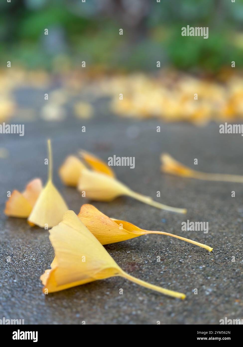 Ginkgo verstreut über den Bürgersteig nach einem starken Regen in Berkeley, Kalifornien. Stockfoto