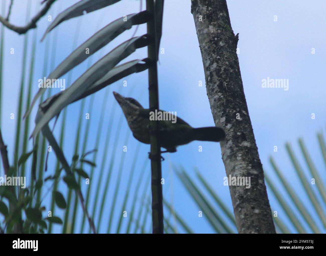 Weißwangenbarbet (Psilopogon viridis) Stockfoto