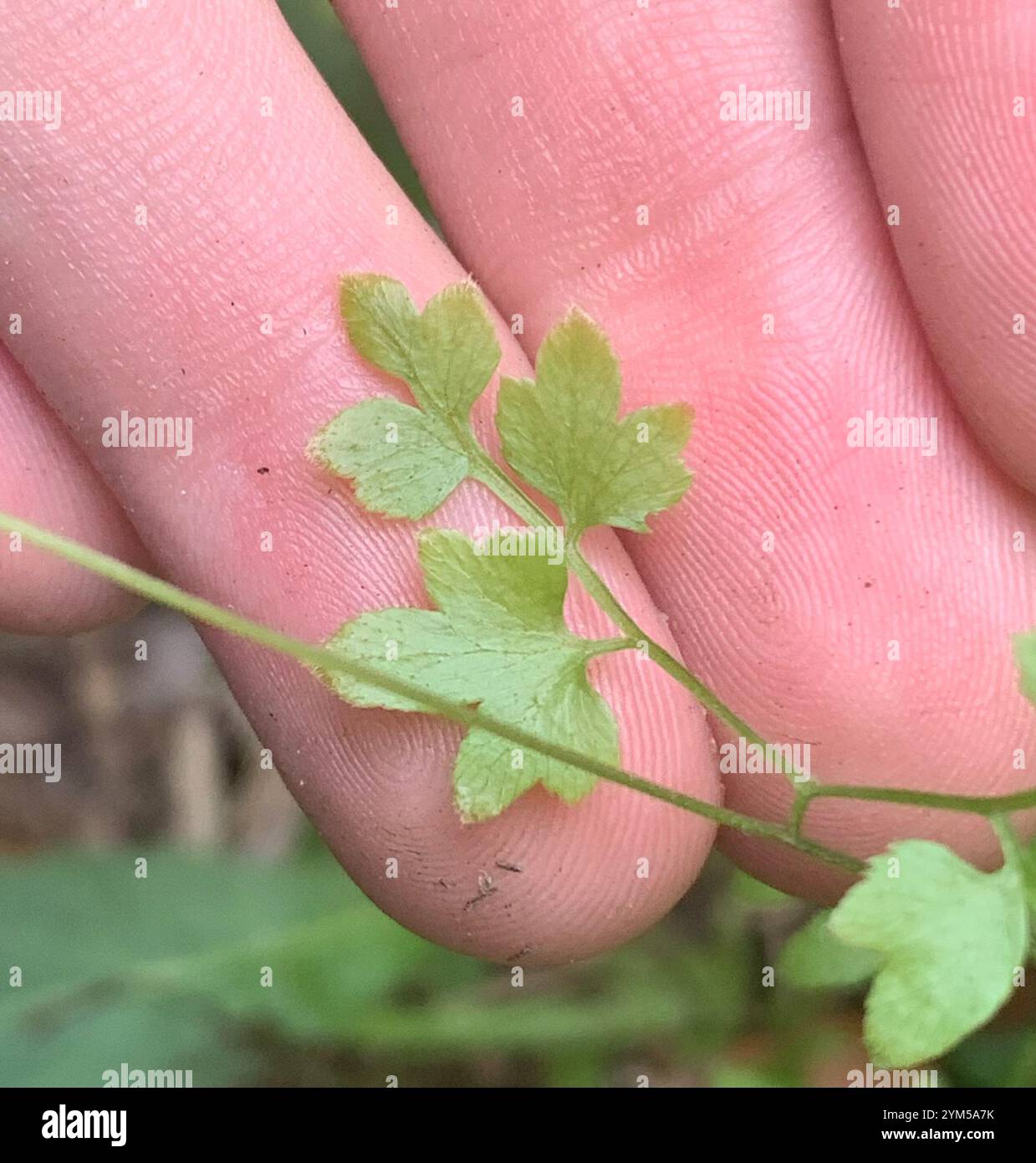 Japanischer Kletterfarn (Lygodium japonicum) Stockfoto