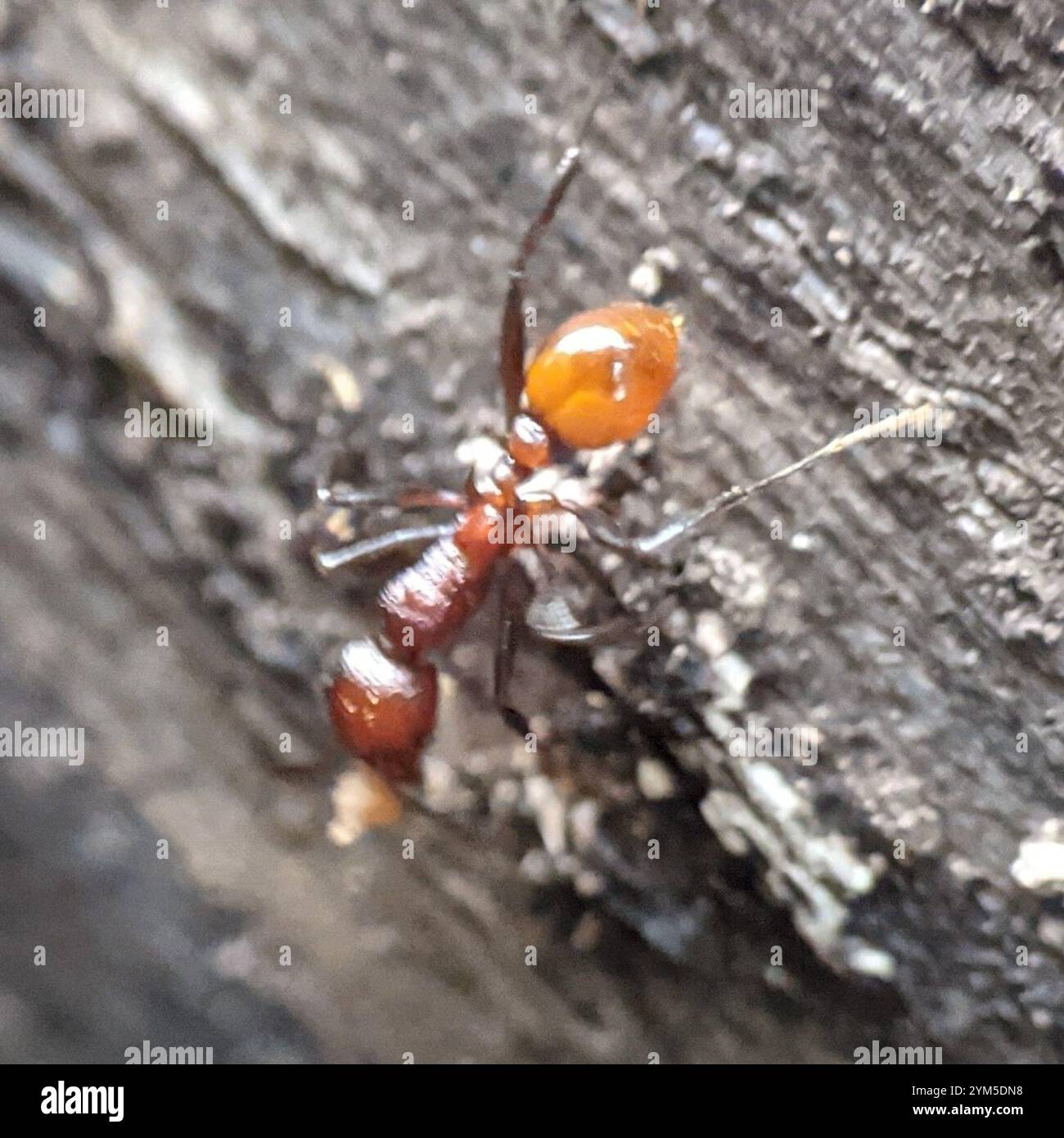 Tennessee Halsbandantente (Aphaenogaster tennesseensis) Stockfoto