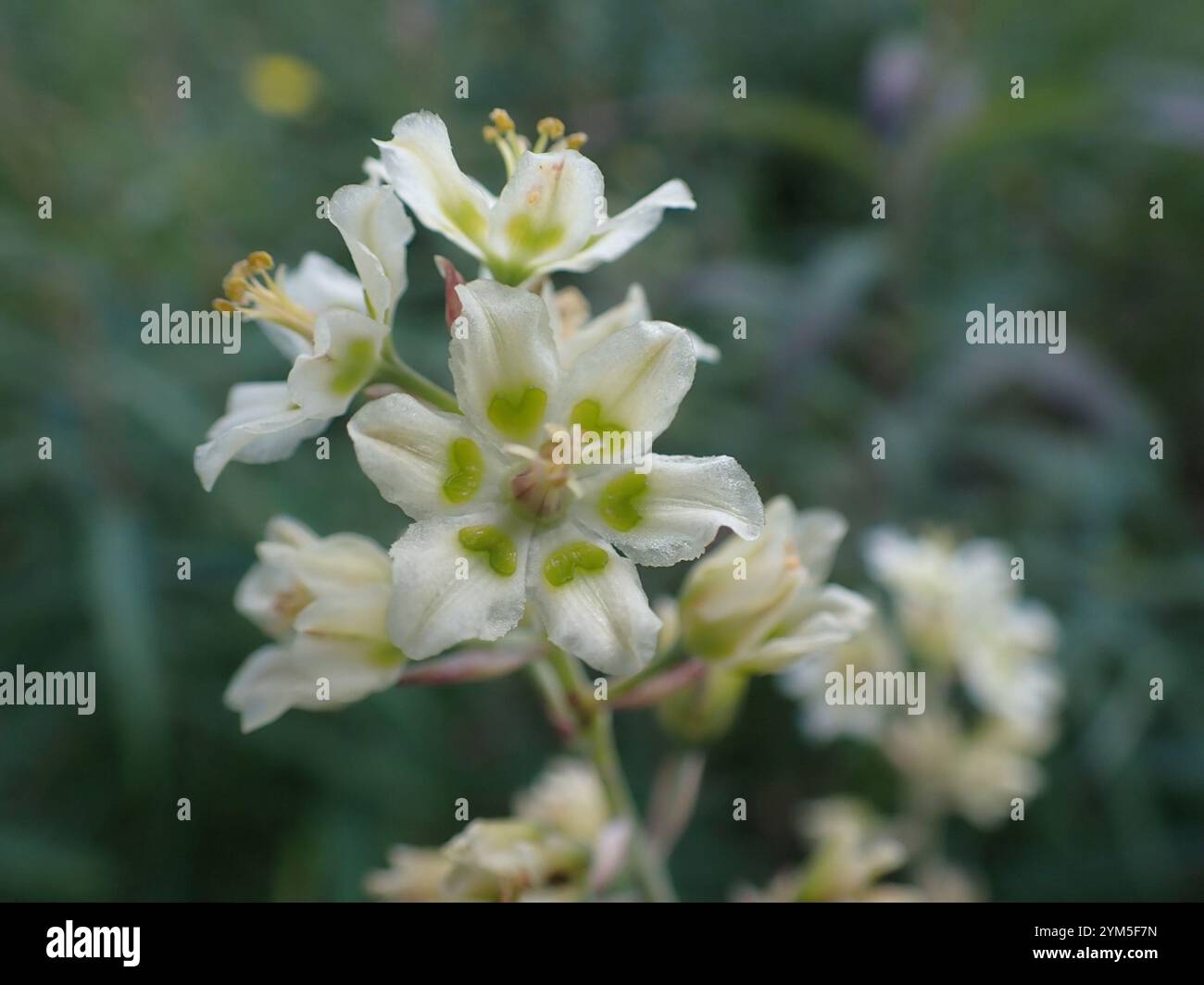 Mountain Deathcamas (Anticlea elegans) Stockfoto