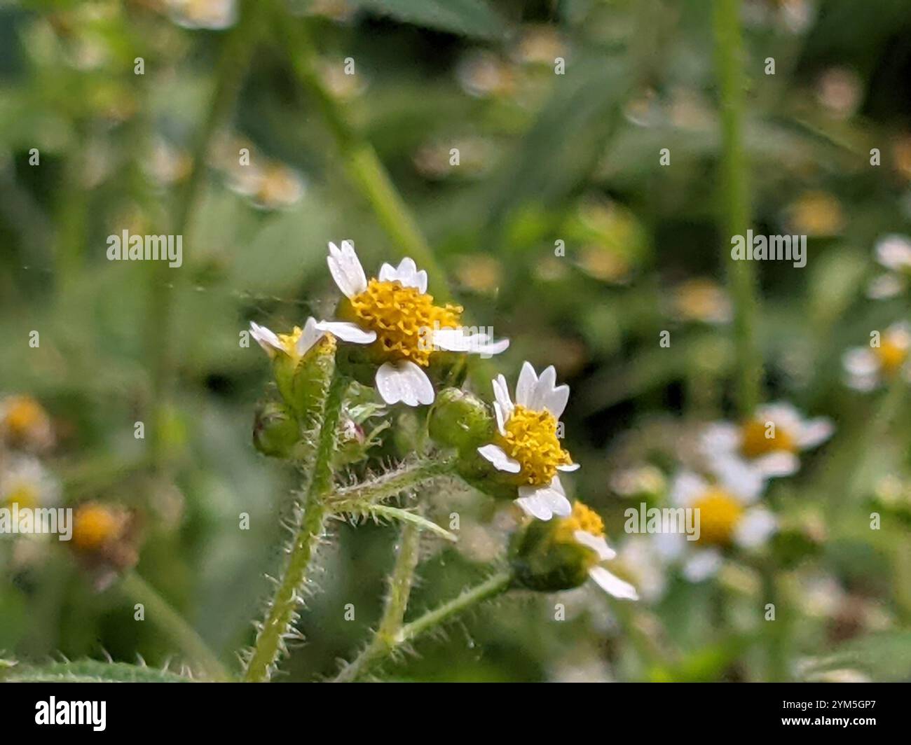 shaggy Soldat (Galinsoga quadriradiata) Stockfoto