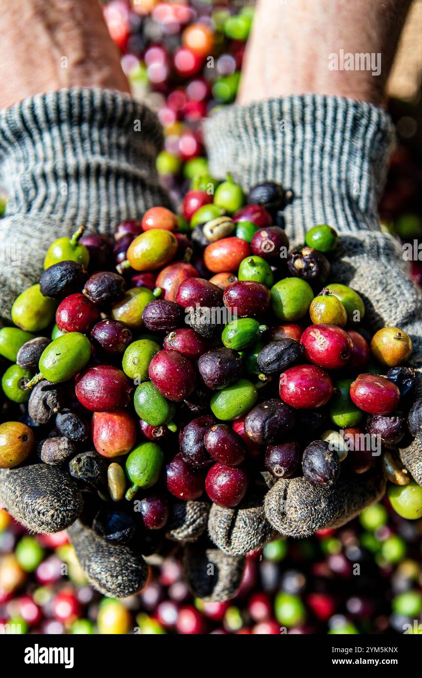 Farmer halten Bio-arabica-Kaffee in den Händen. Die Ernte von arabica-Kaffeebeeren durch den Landwirt. Arbeiter ernten arabica-Kaffeebeeren auf seinem BH Stockfoto