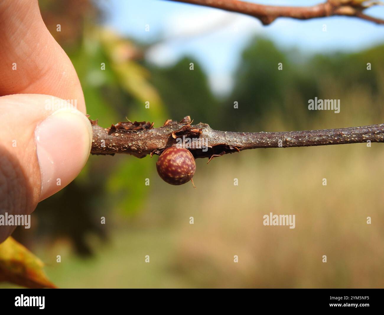 Banded Bullet Gall Wasp (Kokkocynips imbricariae) Stockfoto