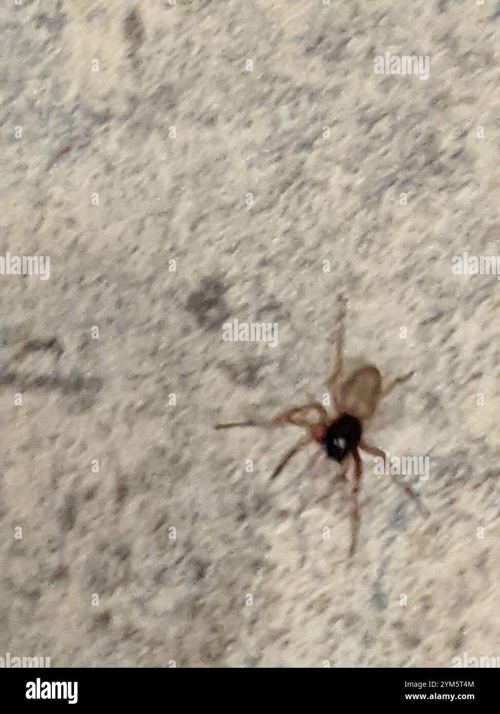 Breiter SAC-Spider (Trachelas tranquillus) Stockfoto
