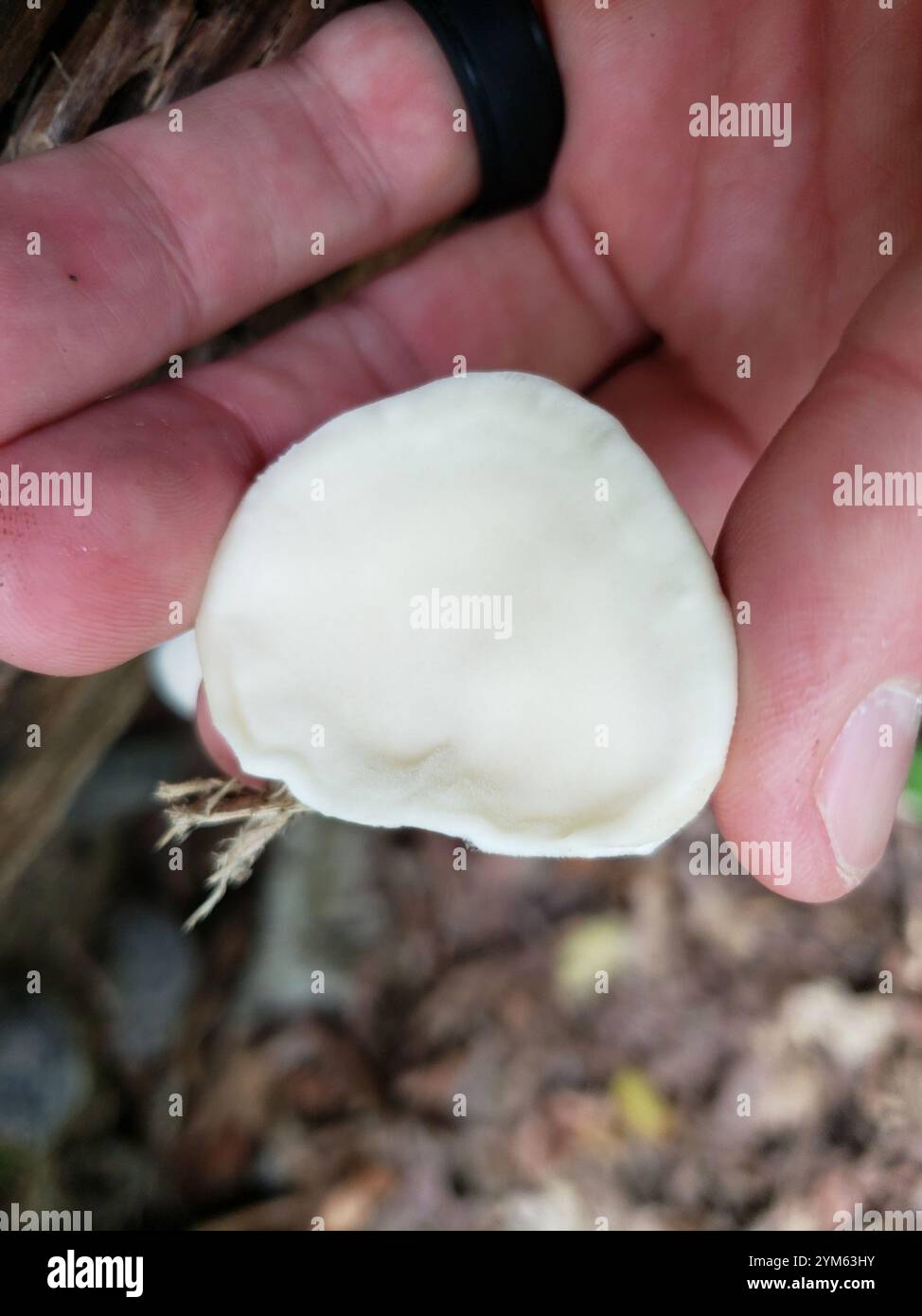 Weißkäse Polypore (Tyromyces chioneus) Stockfoto