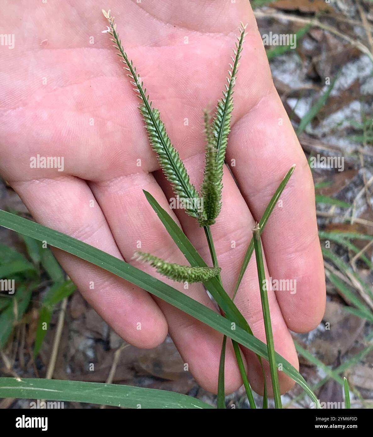 Gänsegras (Eleusine indica) Stockfoto