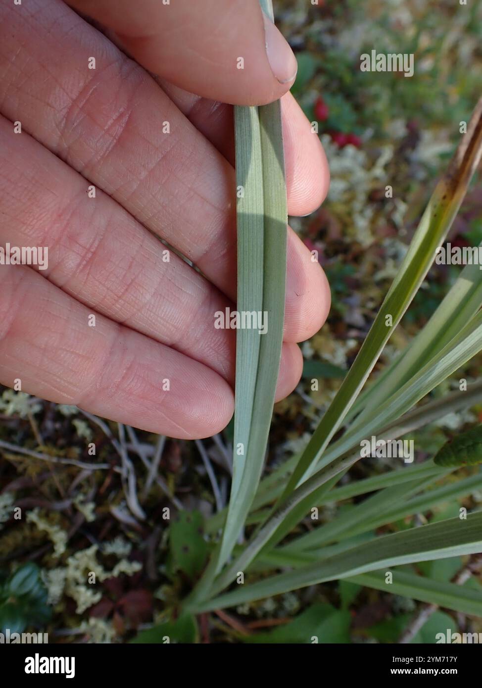 Mountain Deathcamas (Anticlea elegans) Stockfoto