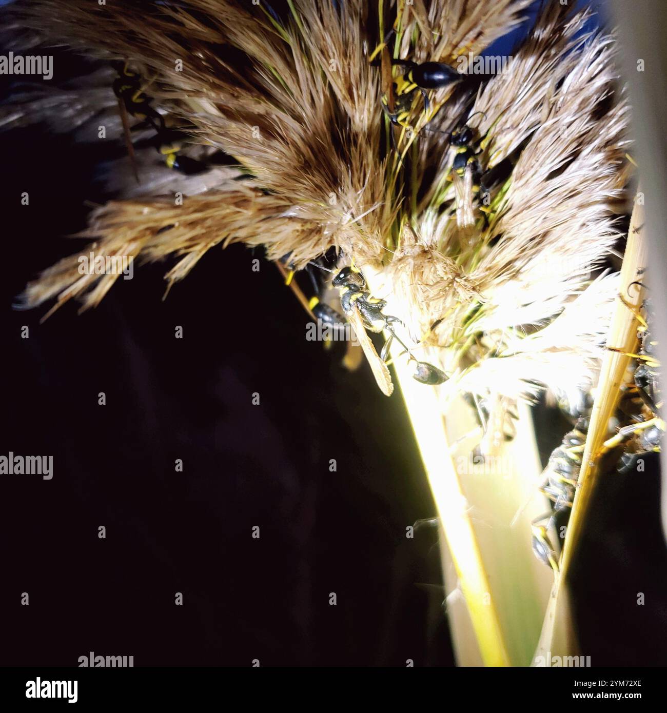 Gelbbeinige Schlamm-Dauber-Wasp (Sceliphron caementarium) Stockfoto