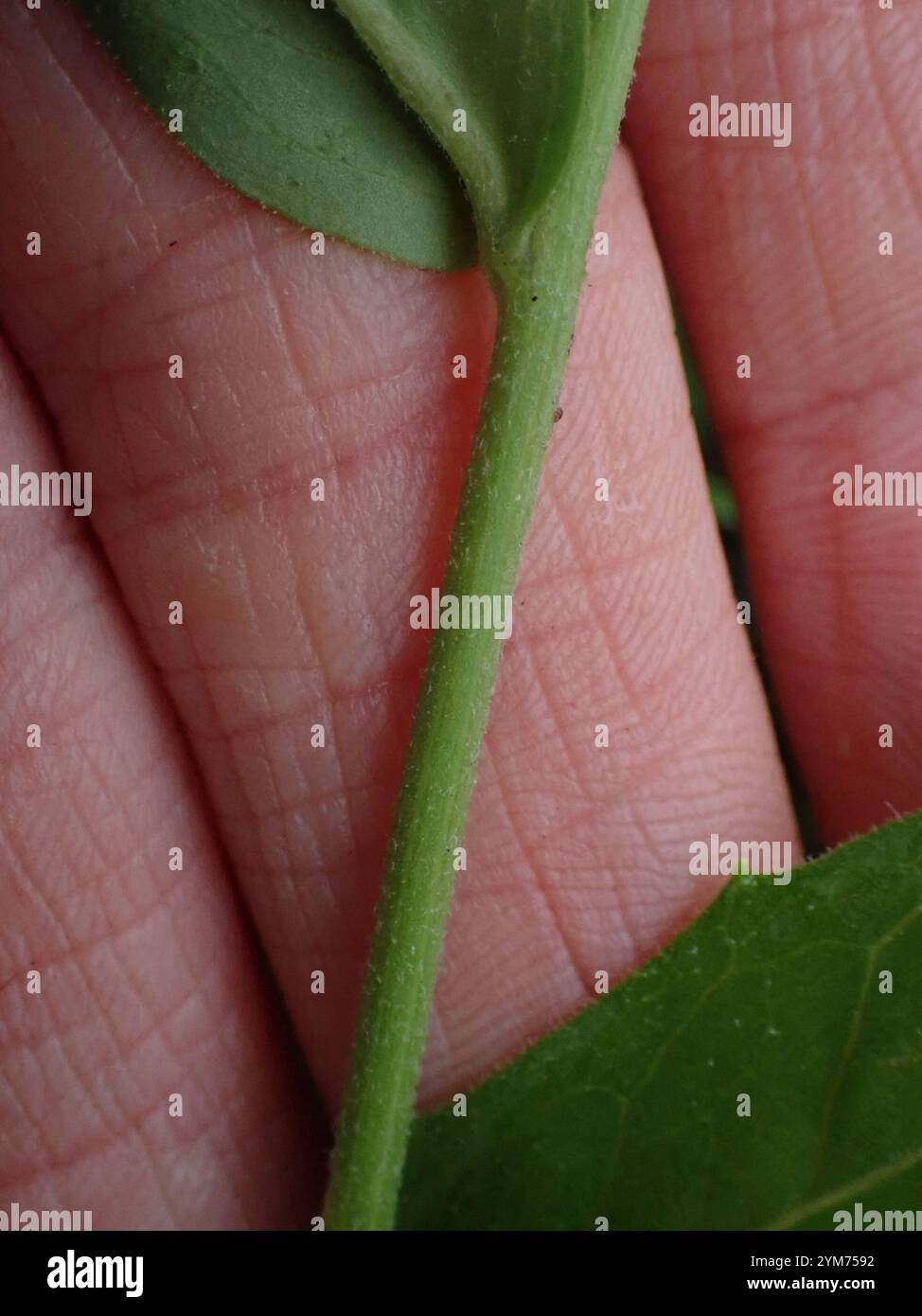 Salat, Zichorie, Löwenzahn und Schwarzwurzstamm (Cichorieae) Stockfoto