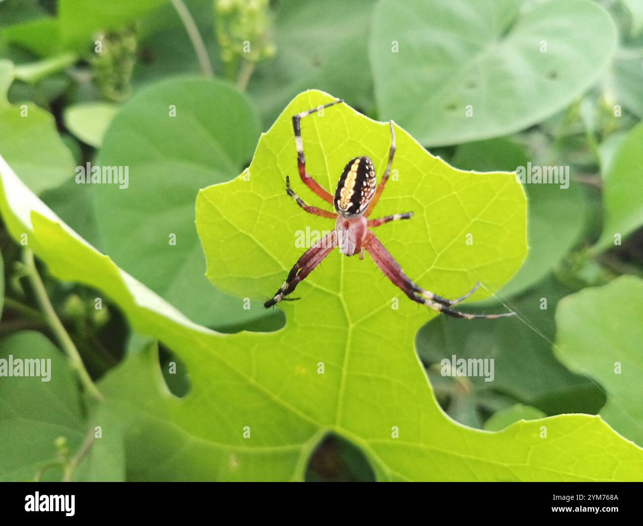 Westernfleckter Orbweaver (Neoscona oaxacensis) Stockfoto