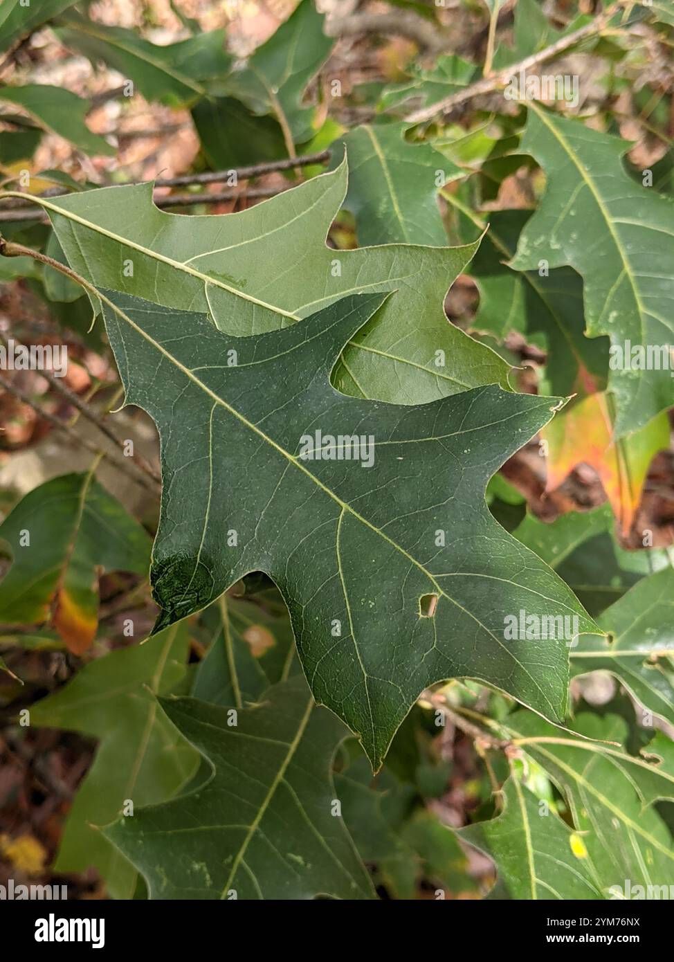 Eiche der nördlichen Kiefer (Quercus ellipsoidalis) Stockfoto