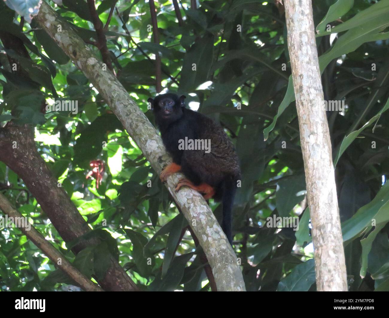 Tamarin mit goldenen Händen (Saguinus midas) Stockfoto
