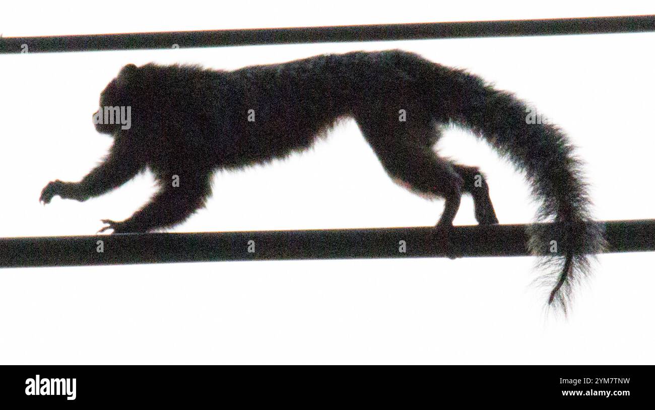 Weißbüschelaffe (Callithrix Jacchus) Stockfoto