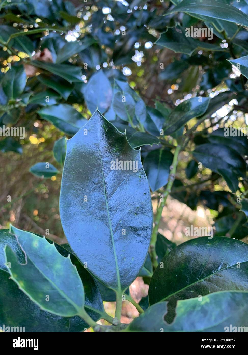 Ilex meserveae -Fotos und -Bildmaterial in hoher Auflsung  Alamy