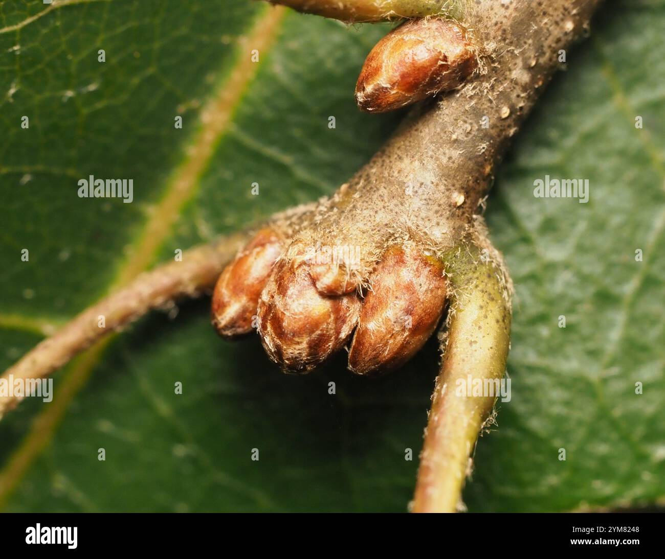 Eiche der nördlichen Kiefer (Quercus ellipsoidalis) Stockfoto