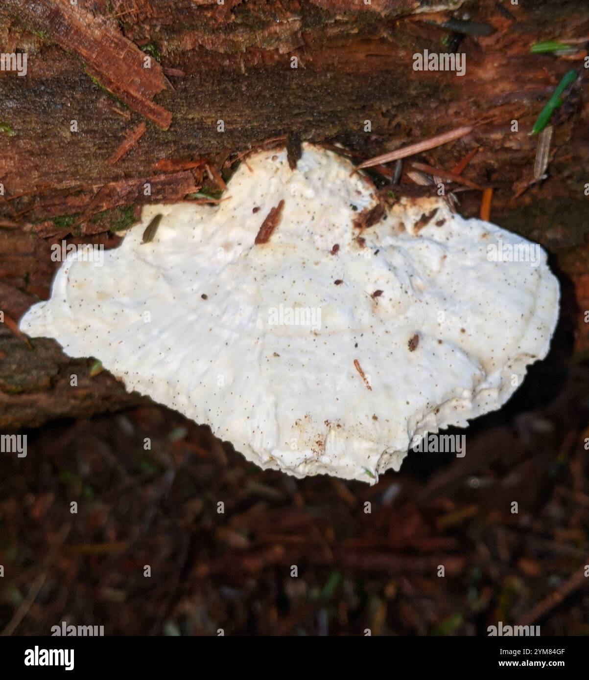 Weißkäse Polypore (Tyromyces chioneus) Stockfoto