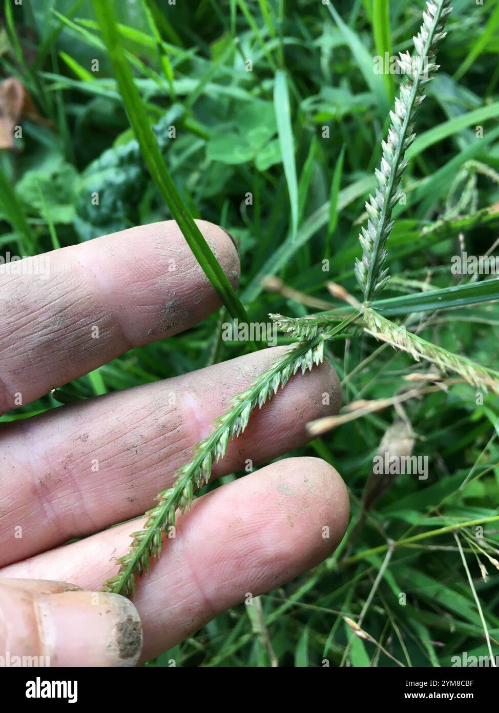 Gänsegras (Eleusine indica) Stockfoto