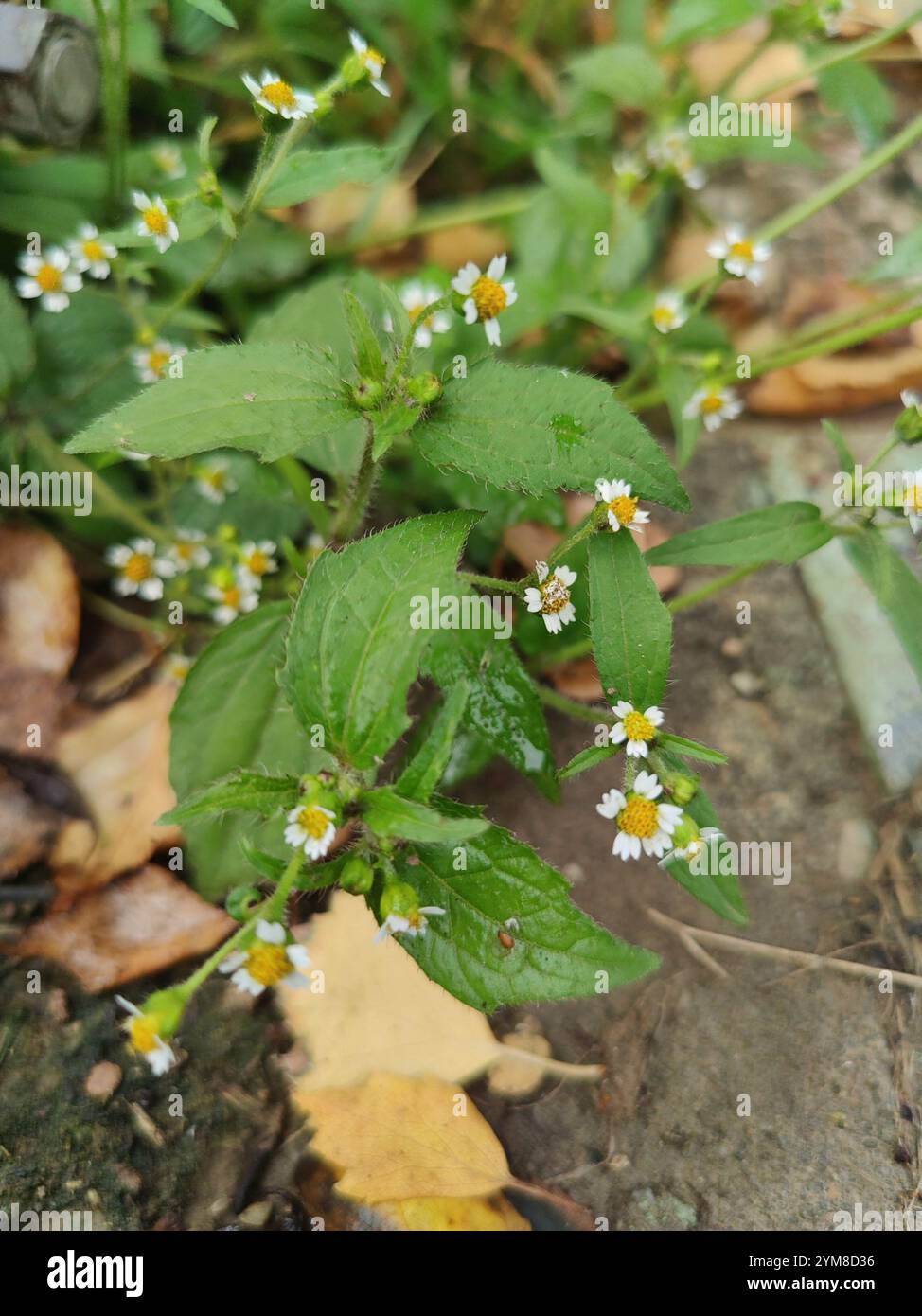 shaggy Soldat (Galinsoga quadriradiata) Stockfoto