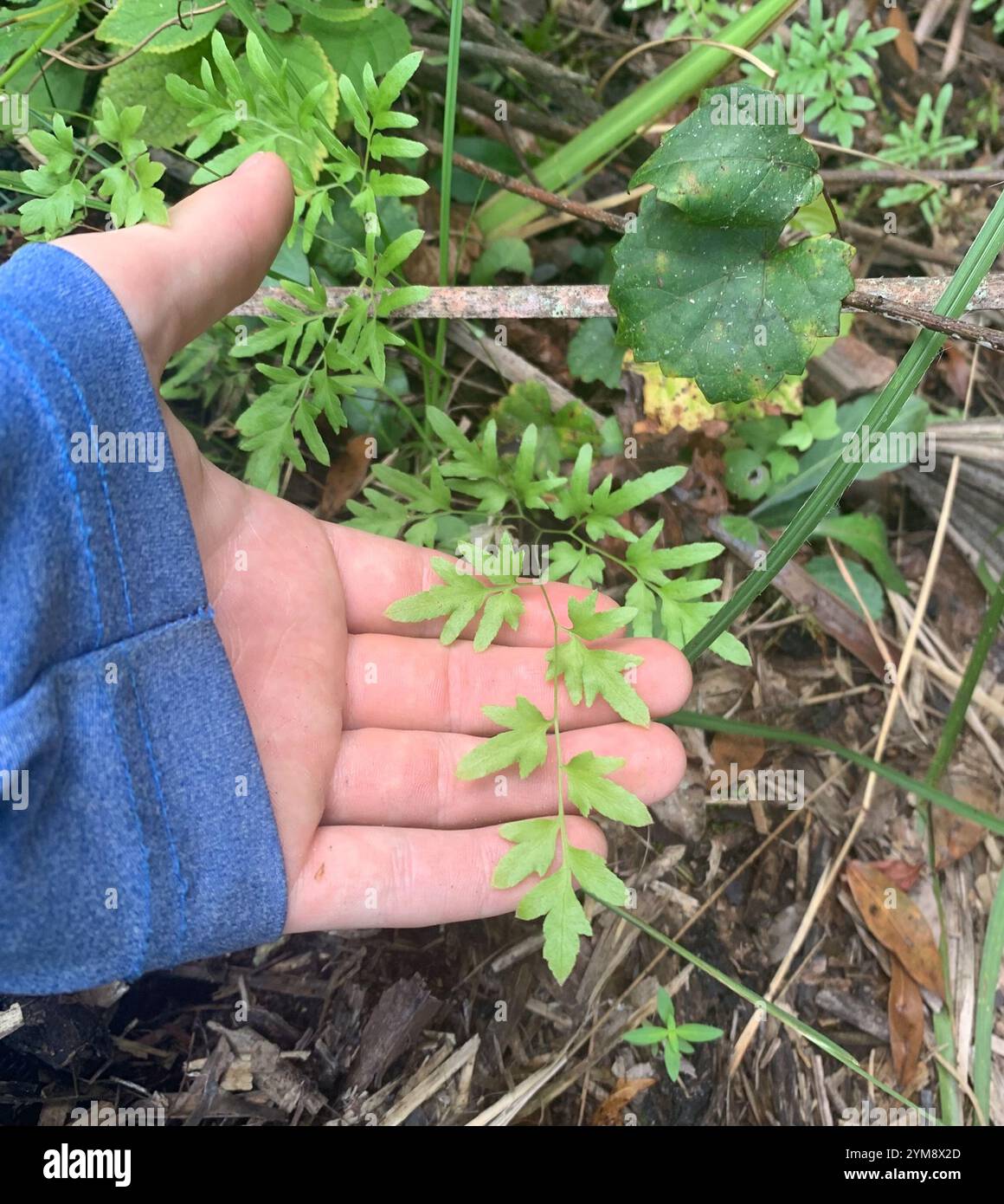 Japanischer Kletterfarn (Lygodium japonicum) Stockfoto