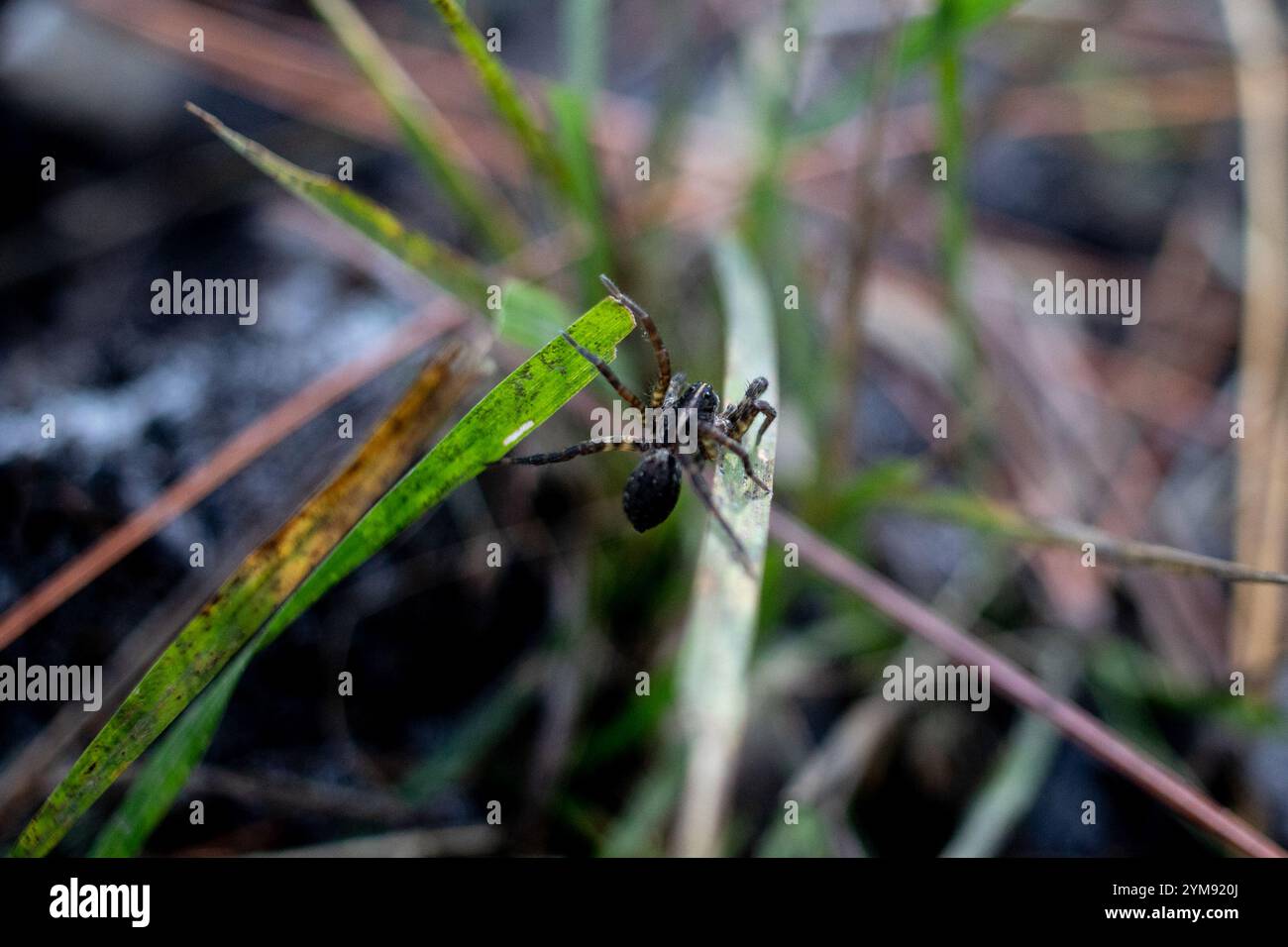 Georgia Wolf Spider (Tigrosa georgicola) Stockfoto