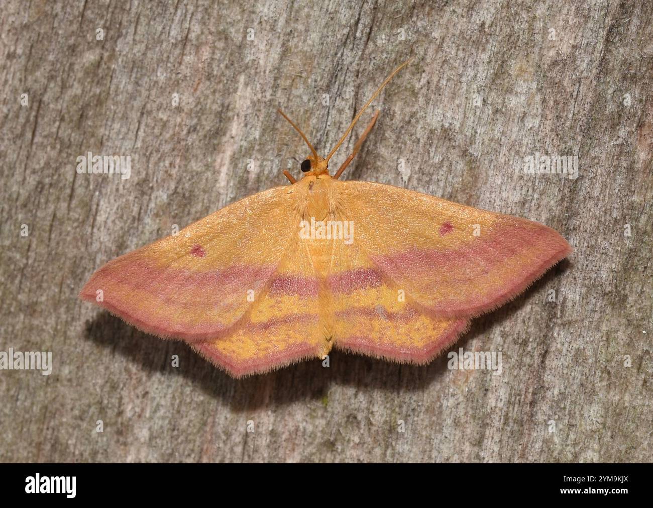 Geometer Motte (Haematopis grataria) Stockfoto