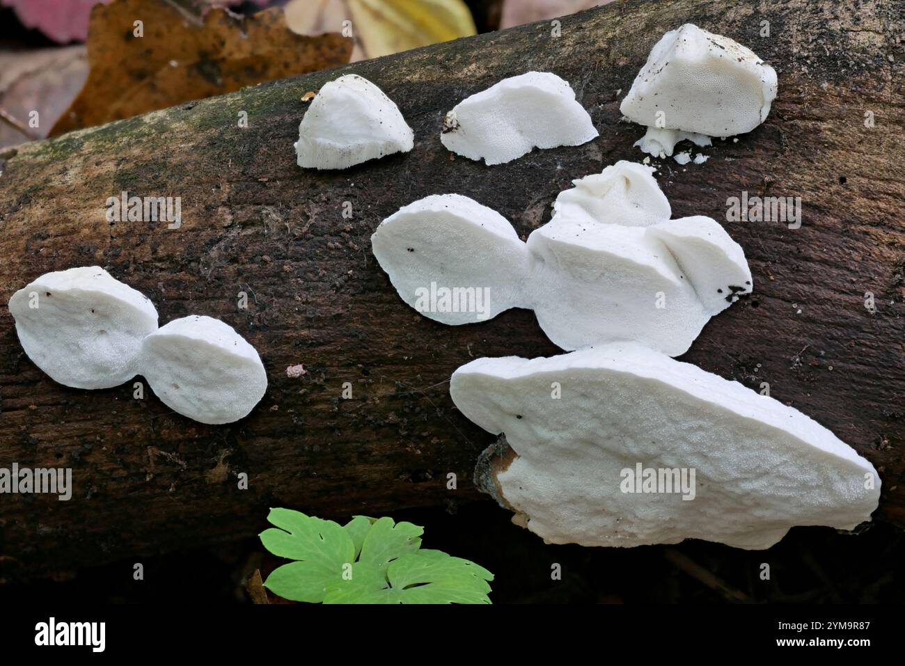 Weißkäse Polypore (Tyromyces chioneus) Stockfoto