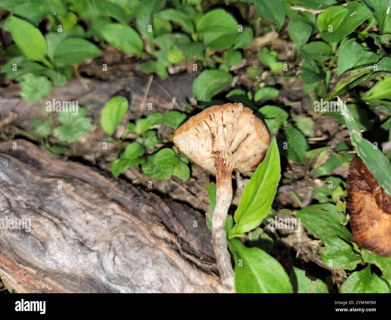 Ringloser Honigpilz (Desarmillaria caespitosa) Stockfoto