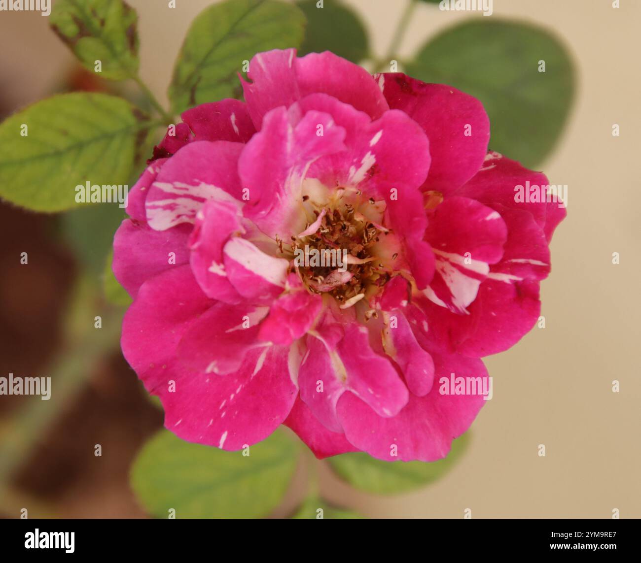 Wie schön die Blumen auf dem Baum aussehen Stockfoto