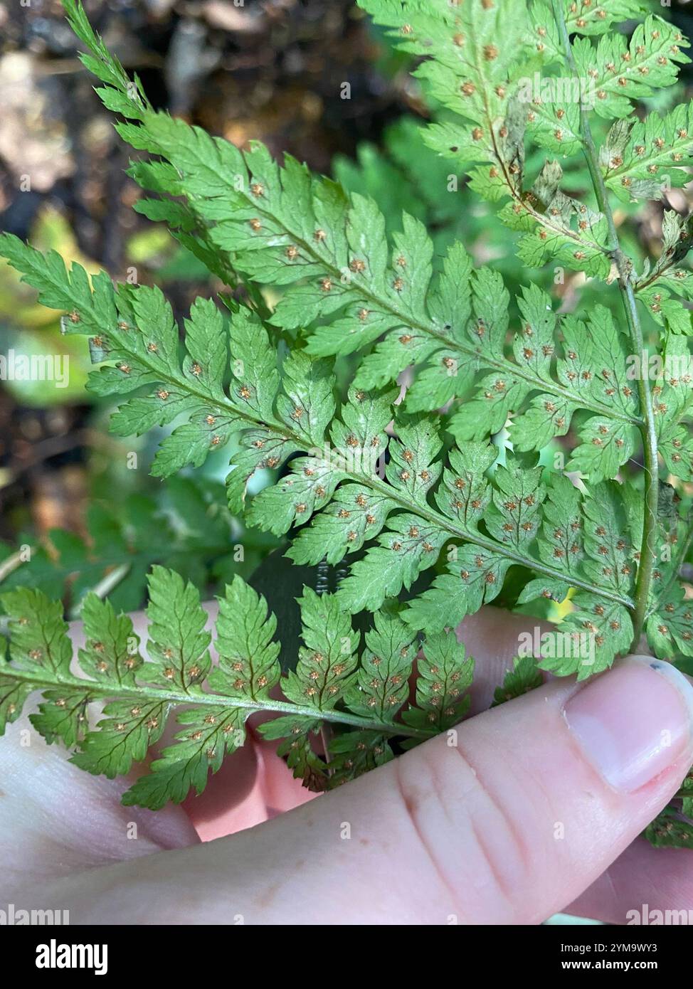 Holzfarn ausstreuen (Dryopteris expansa) Stockfoto