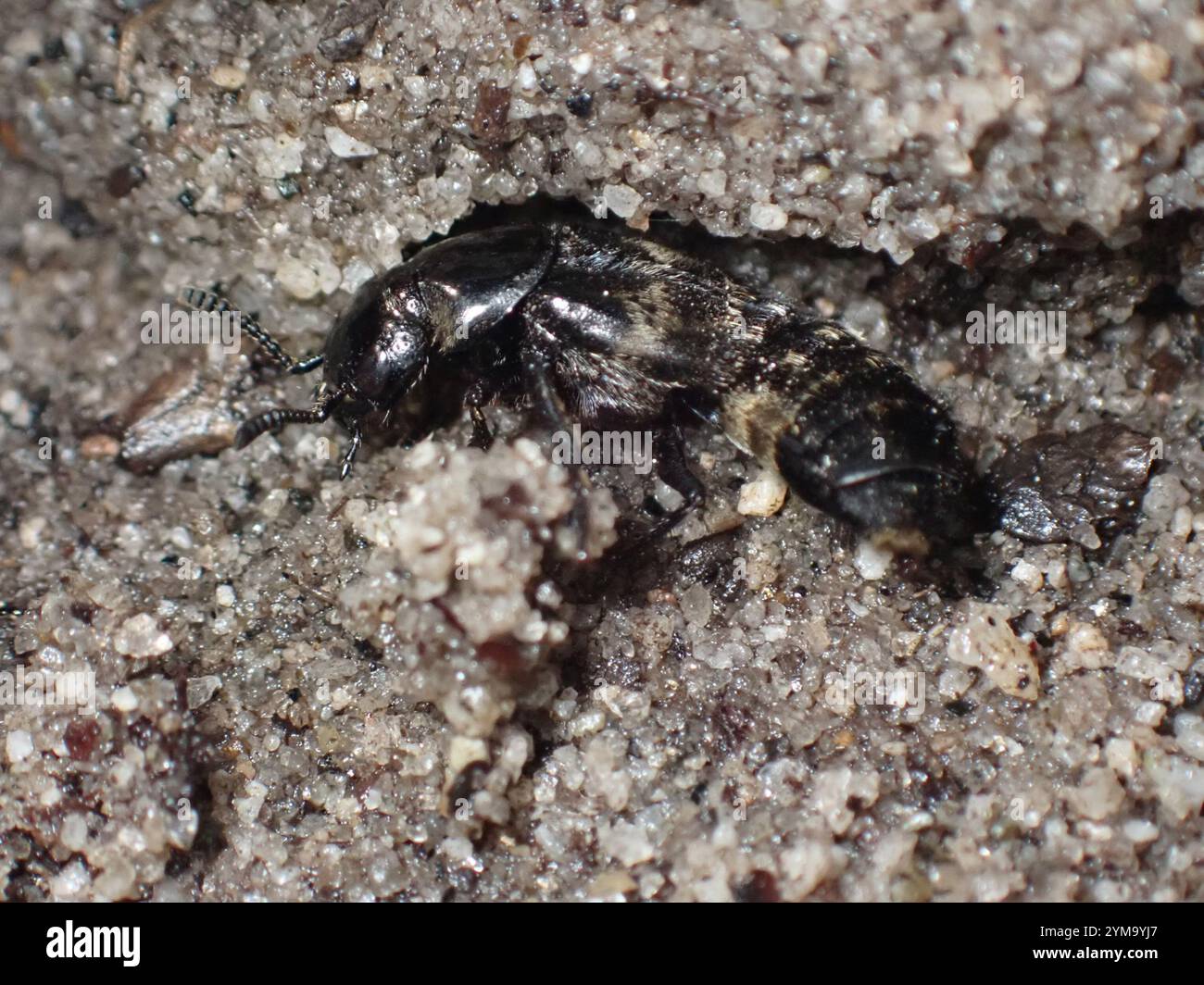 Haariger Rovenkäfer (Creophilus maxillosus) Stockfoto