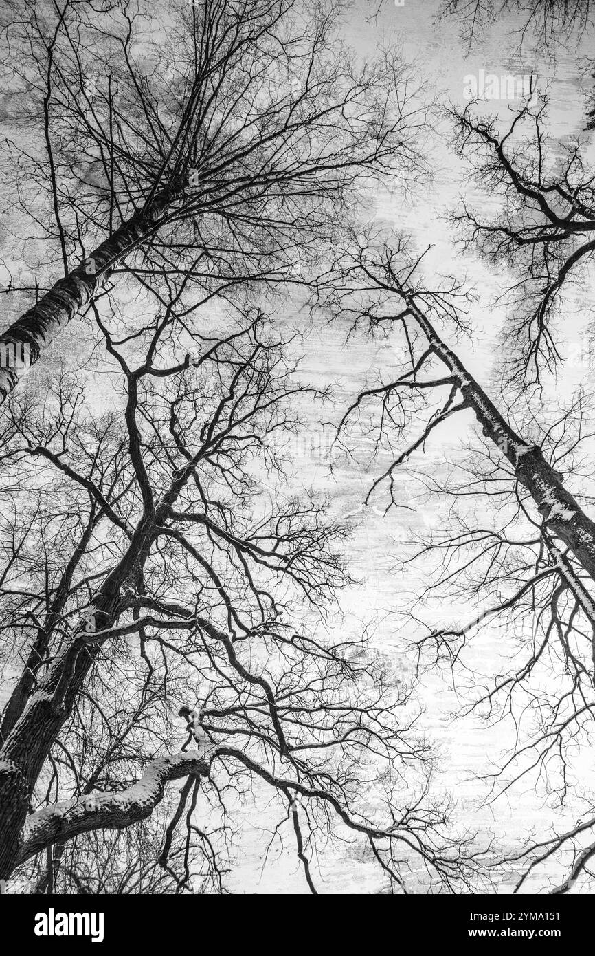 Grunge-Bild von dunklem Wald, perfekter Winterhintergrund. Stockfoto