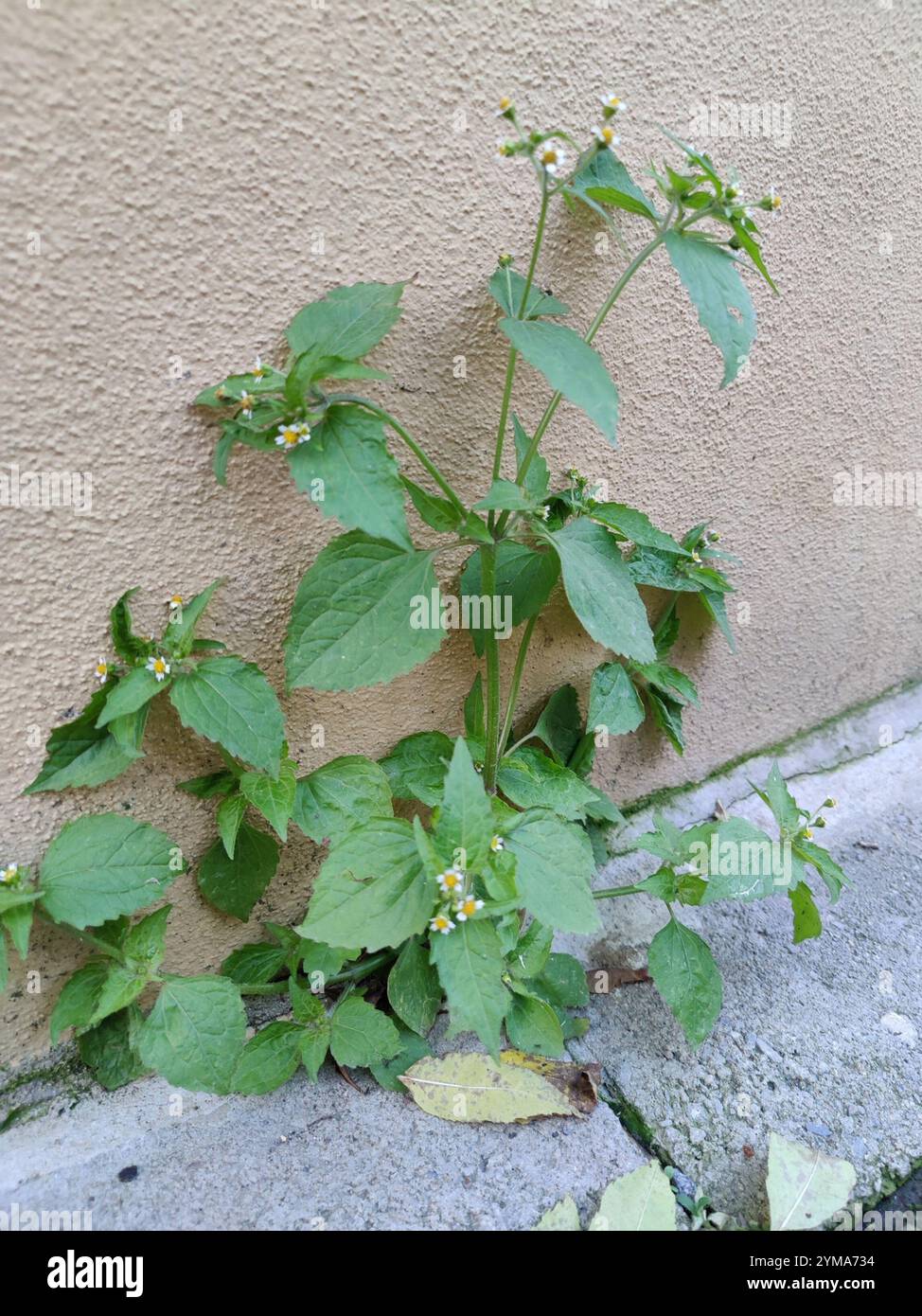 shaggy Soldat (Galinsoga quadriradiata) Stockfoto