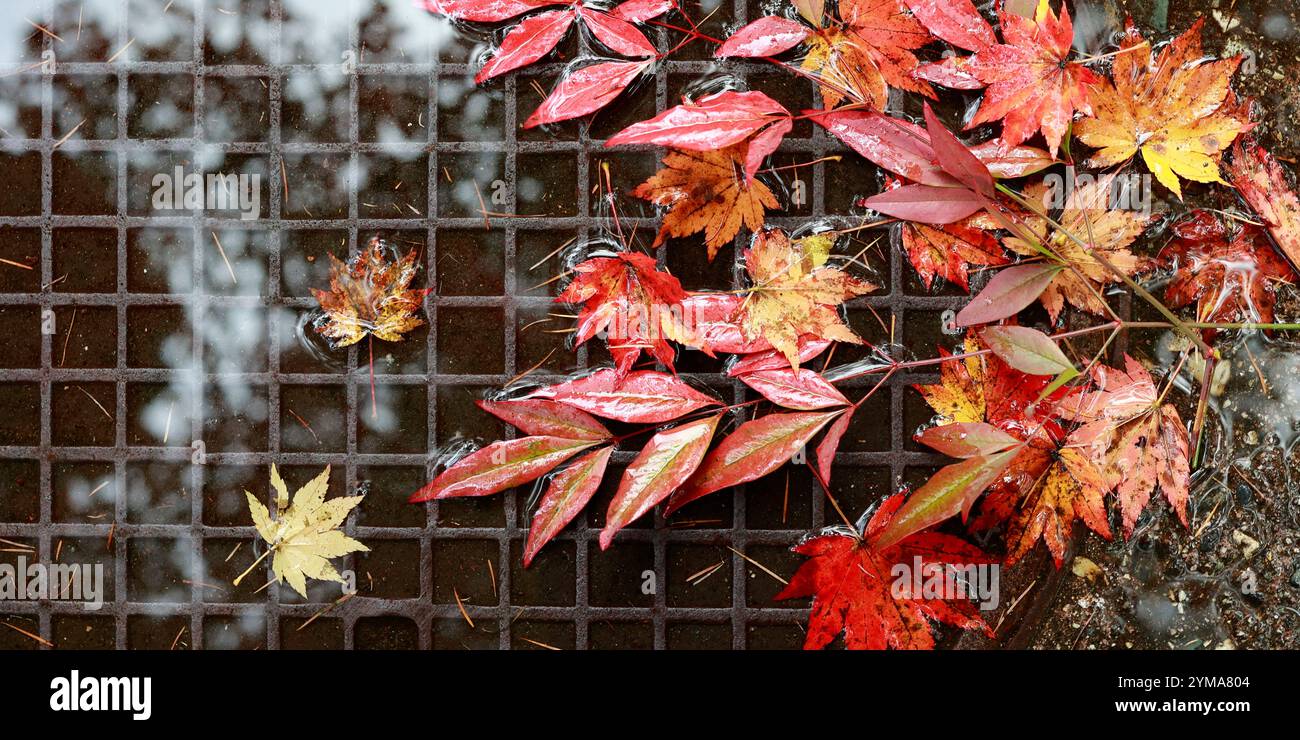 Nahaufnahme der Ahornblätter während der Herbstsaison Stockfoto