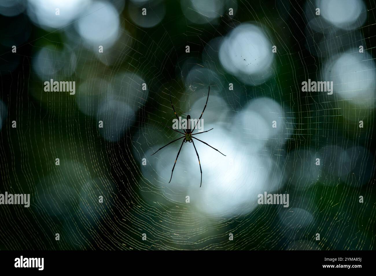 Riesige Holzspinne in ihrem komplizierten Orgelnetz – ein Einblick in die reiche Artenvielfalt der tropischen Regenwälder Indiens. Stockfoto