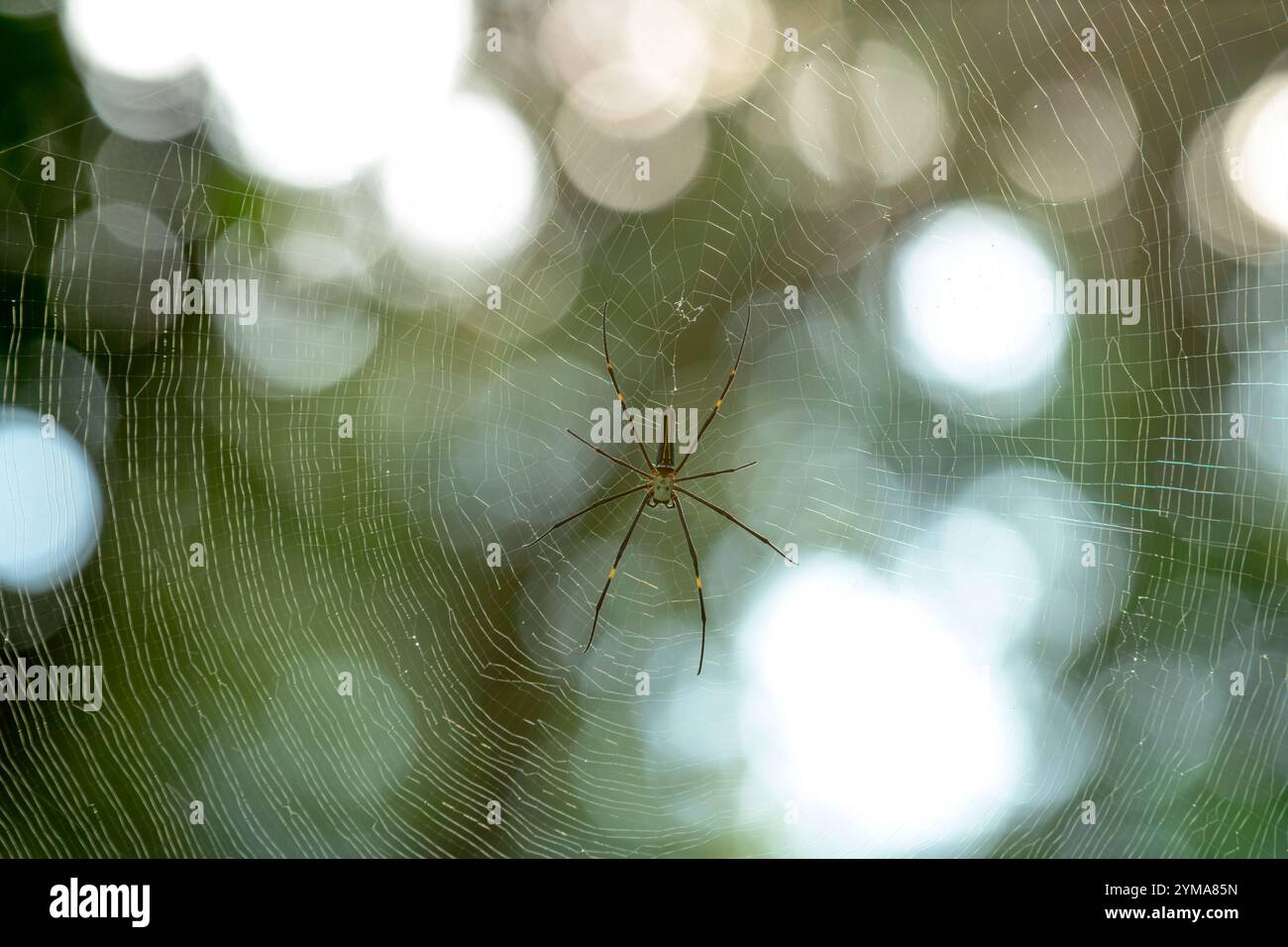 Riesige Holzspinne in ihrem komplizierten Orgelnetz – ein Einblick in die reiche Artenvielfalt der tropischen Regenwälder Indiens. Stockfoto