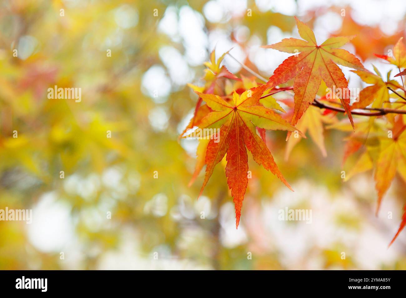 Nahaufnahme der Ahornblätter während der Herbstsaison Stockfoto