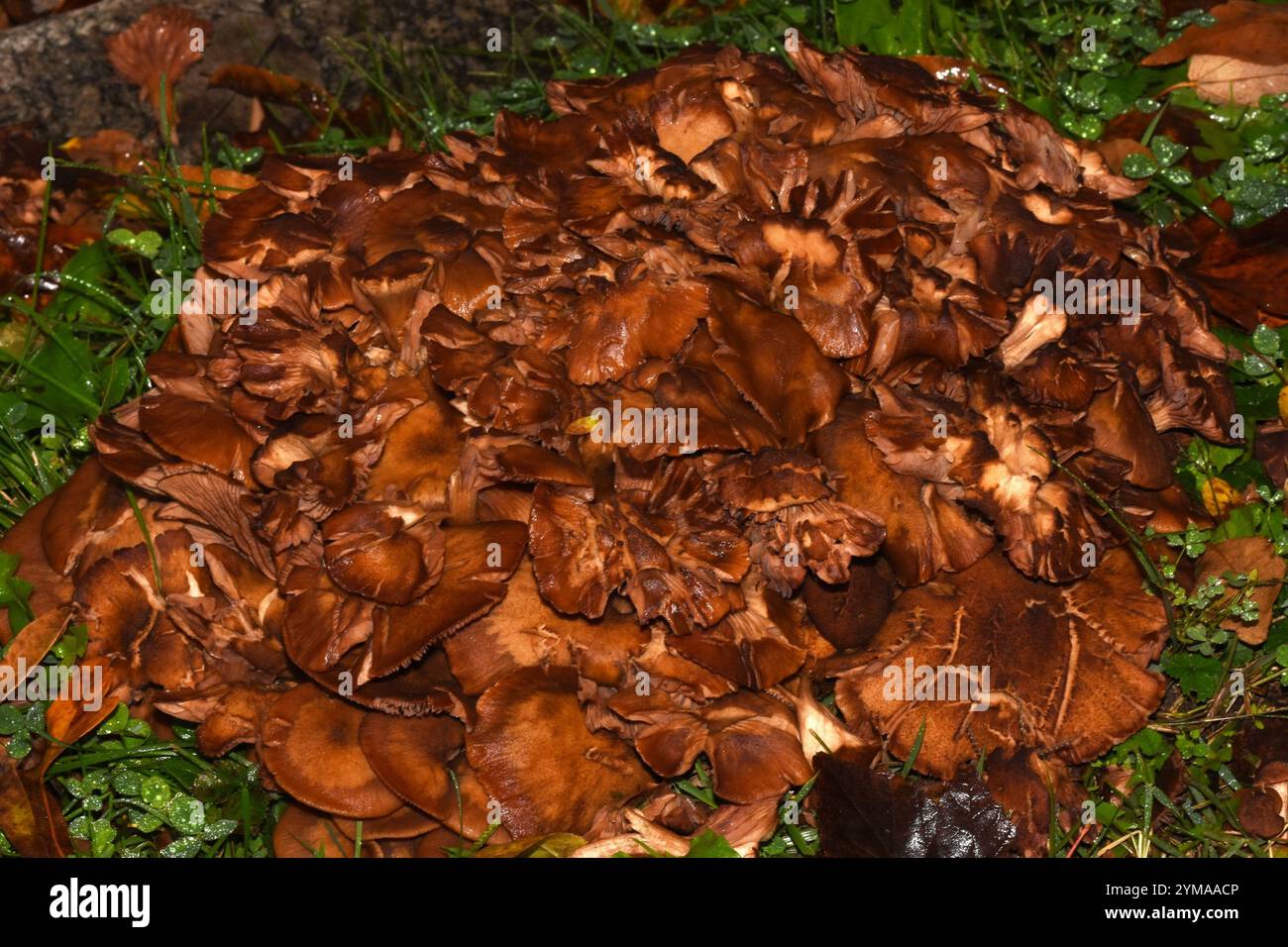 Ringloser Honigpilz (Desarmillaria caespitosa) Stockfoto