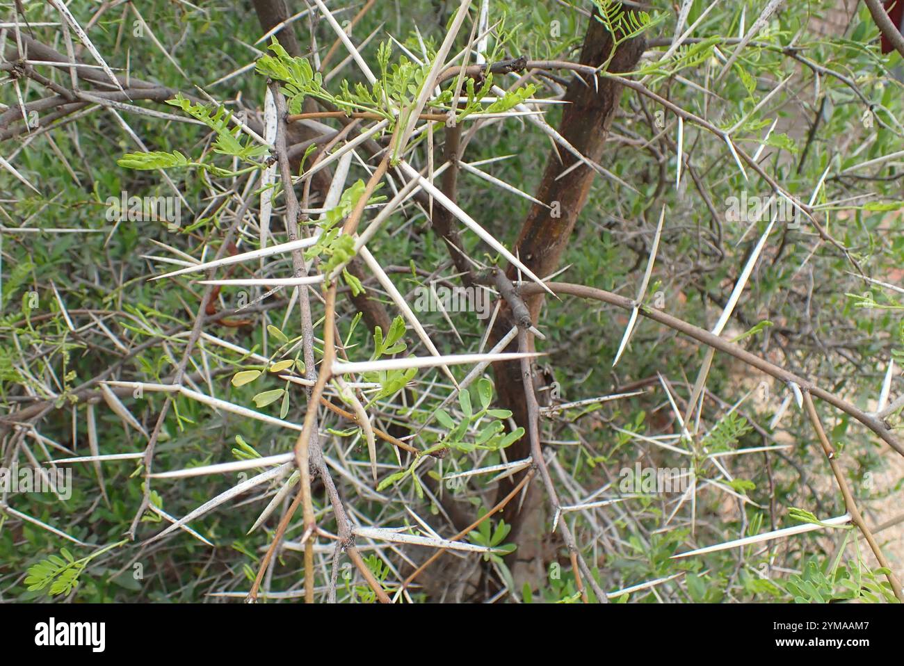 Sweet Thorn (Vachellia karroo) Stockfoto