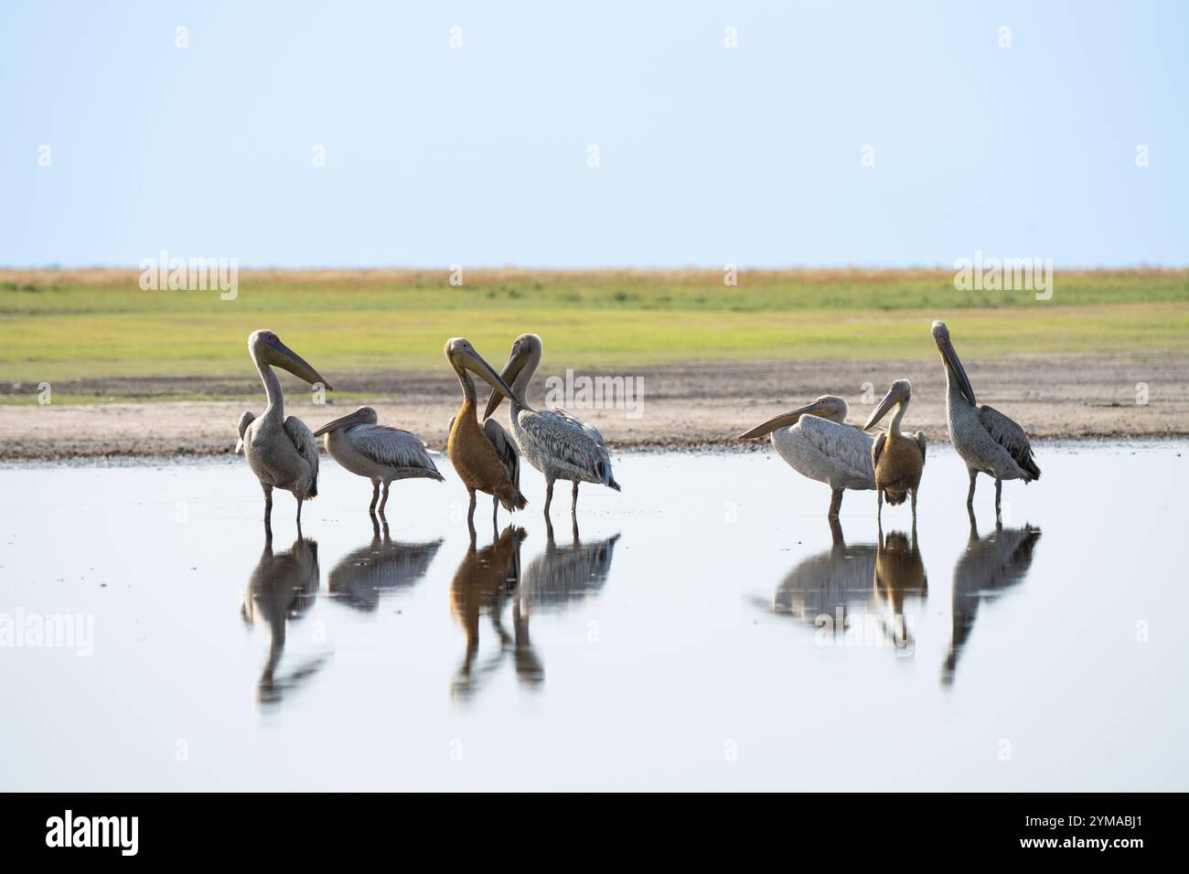 Pinkfarbene Pelicaner (Pelecanus rufescens) stehen im Wasser mit Reflexion ihres Körpers im Wasser. Sambia, Afrika Stockfoto