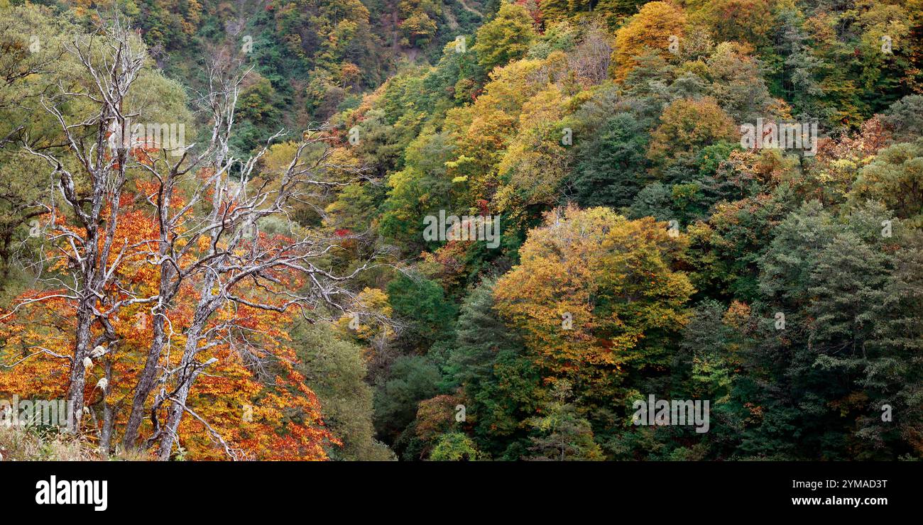 Wald in Japan während der Herbstsaison Stockfoto